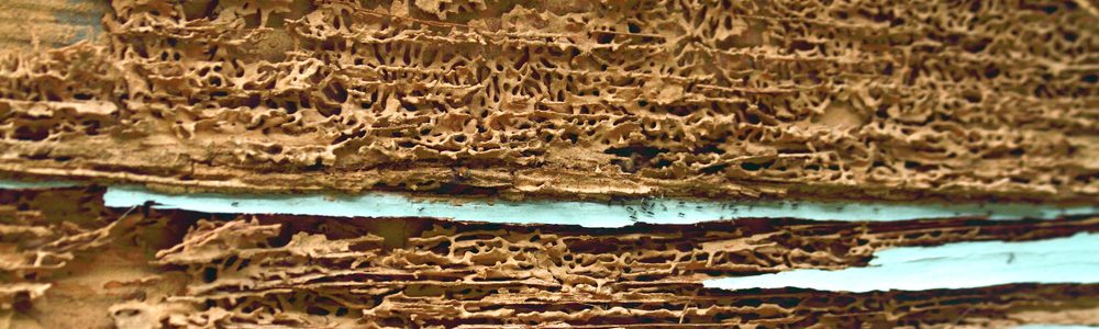 Le diagnostic termites