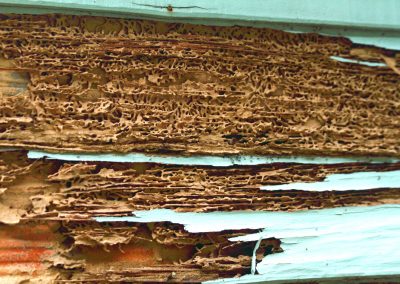 Le diagnostic termites
